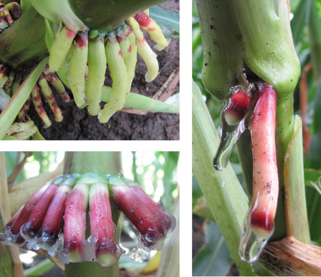 Mucilage Maize