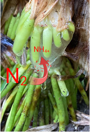 aerial root nitrogen fixation