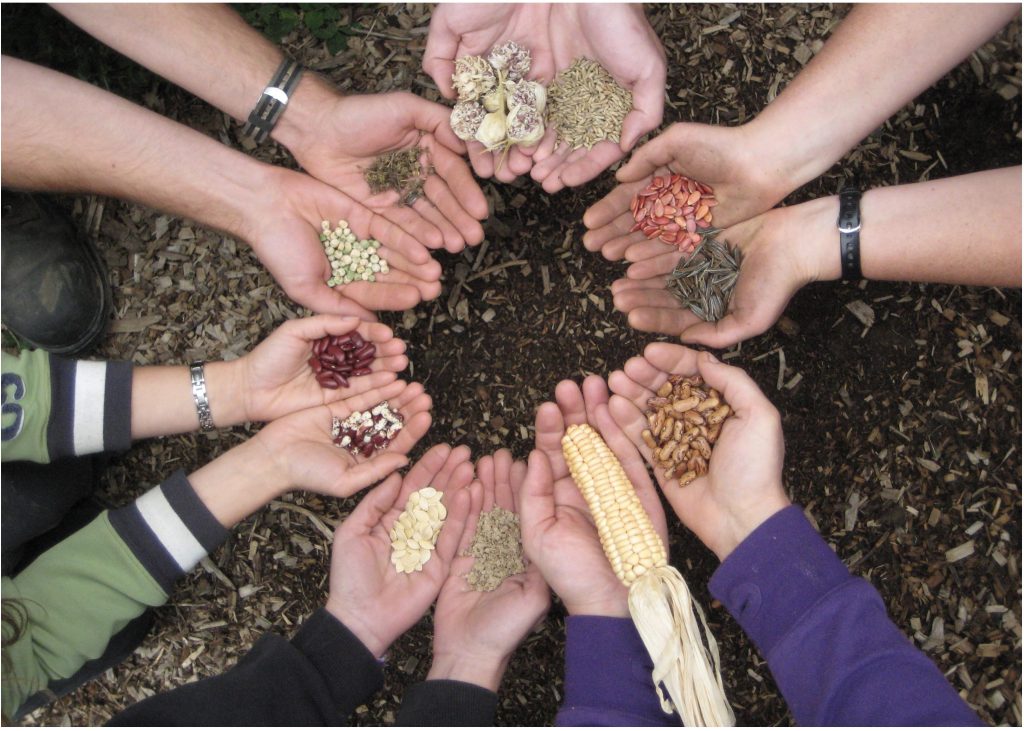 Seed sharing as practice. The Share-Alike Material Transfer Agreement is our attempt to translate that practice into a legal form. Credit: Claudia Calderón